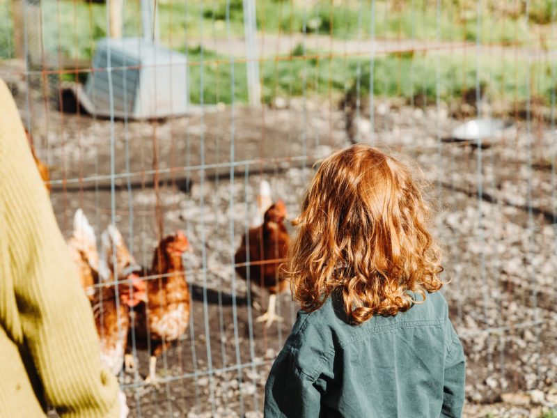Chicken coop in the garden